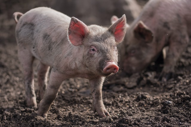 Mett Wissen: Warum sagt man Schwein gehabt?